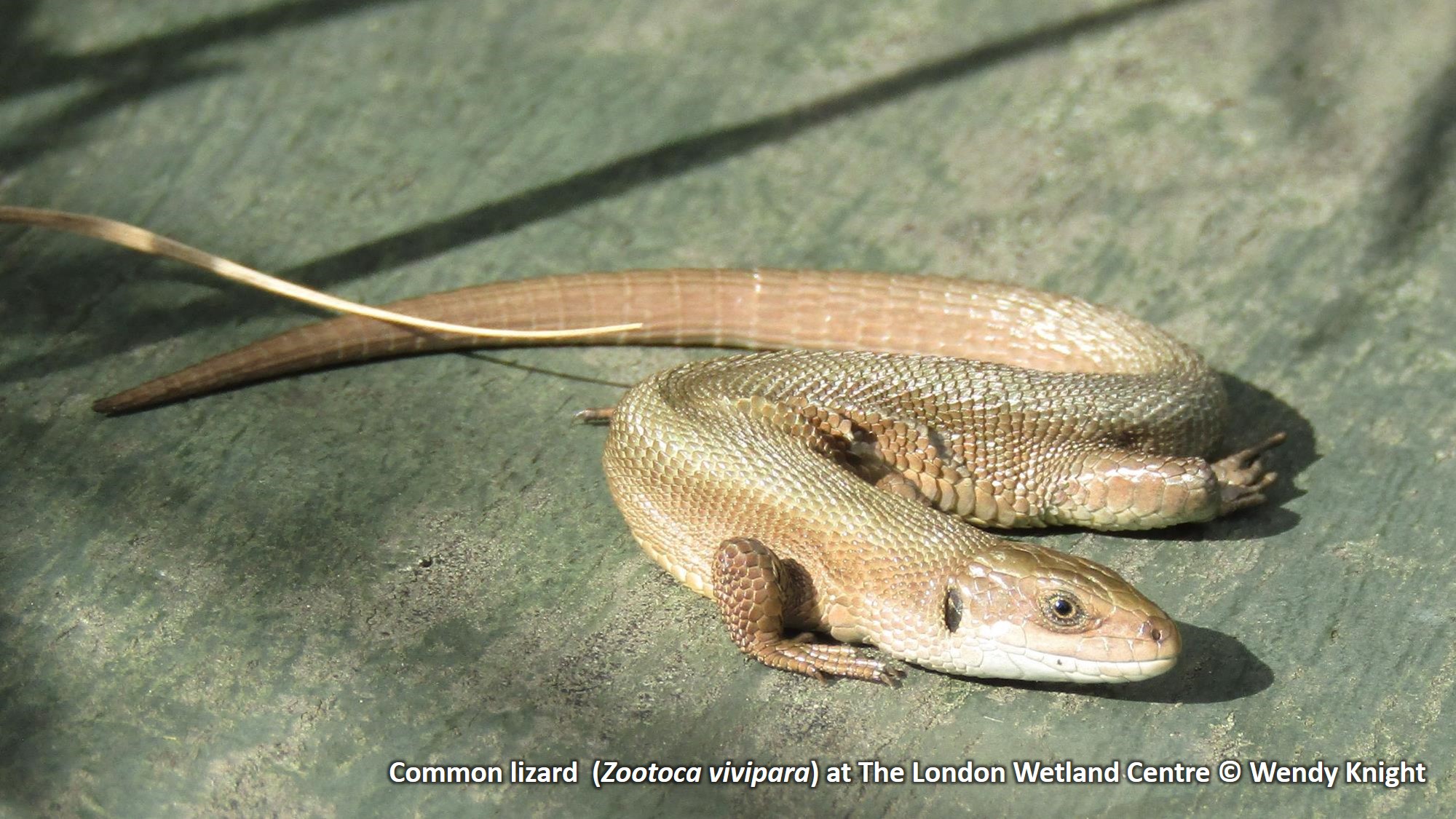 Common Lizard WIDESCREEN